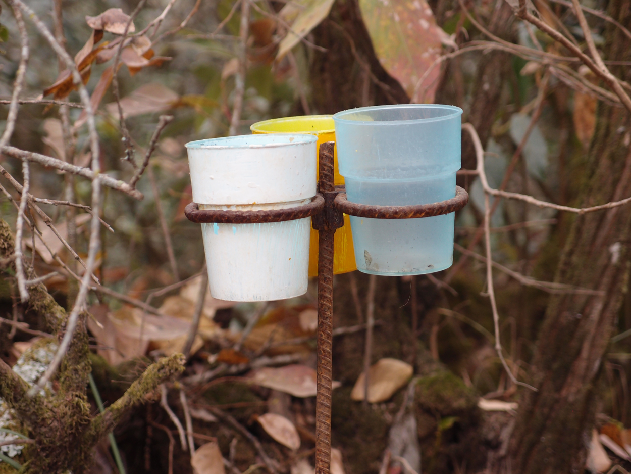 2018-01-16 12 Uhr - Im Shivapuri Nagarjun National Park (Nagi Gumba) (Foto) 